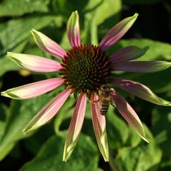 Coneflower 'Green Envy'